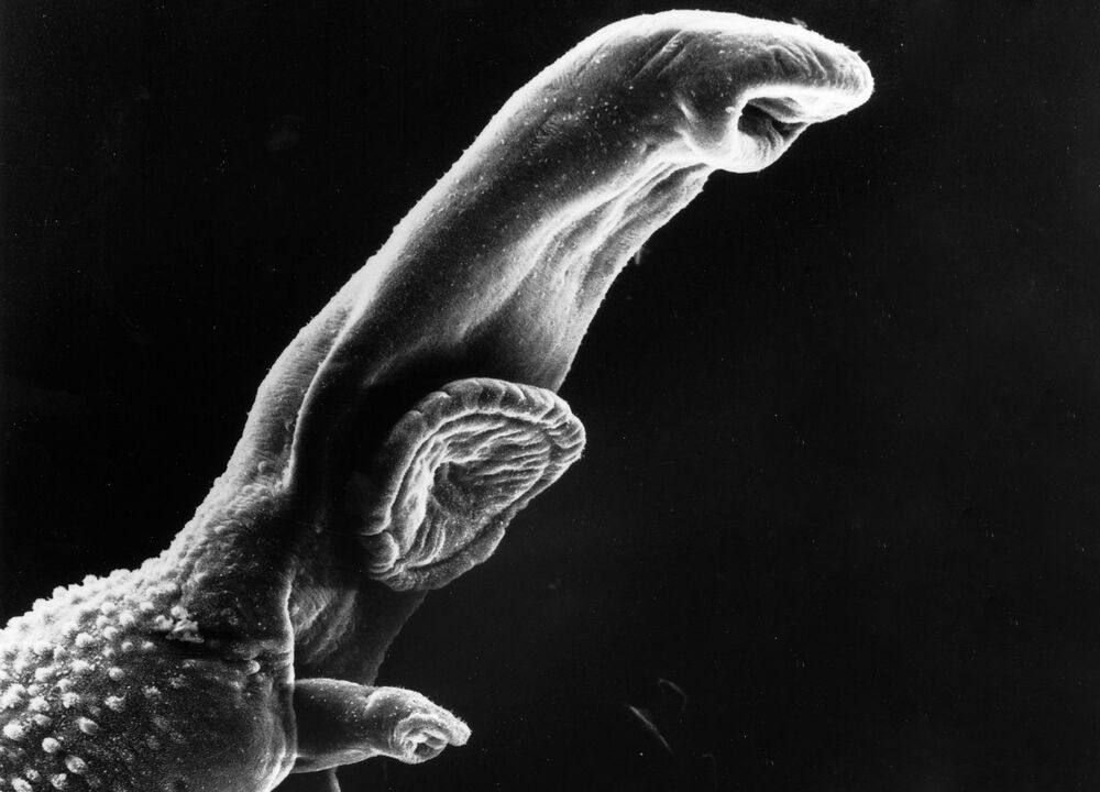 Schistosoma je parazit, ktorého životný cyklus vyžaduje medzihostiteľa. 