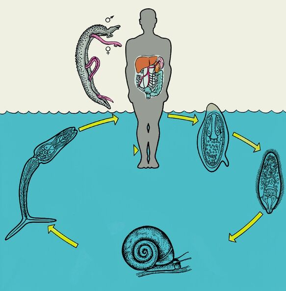 Schéma životného cyklu Schistosoma