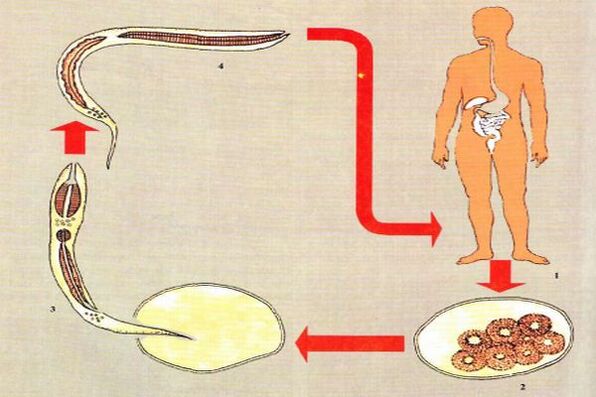 Životný cyklus vývoja parazitov