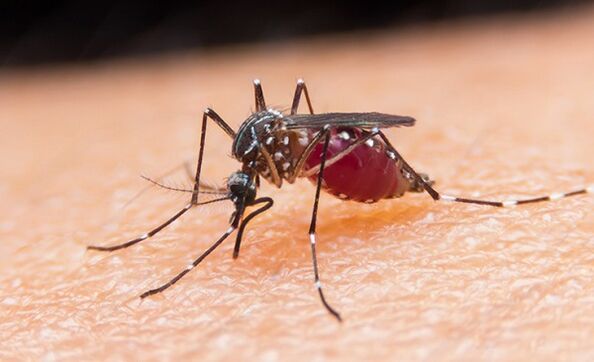 komár je prenášačom parazitov prvokov a malárie
