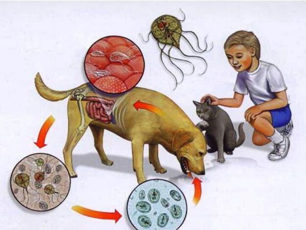 spôsoby infikovania dieťaťa parazitmi