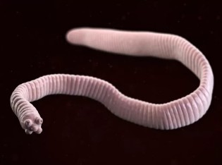 Trpaslík tapeworm